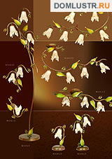 kemar ���.: 60_barbado_2