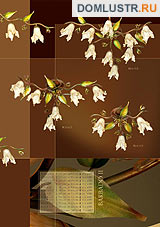 kemar ���.: 61_barbado_2